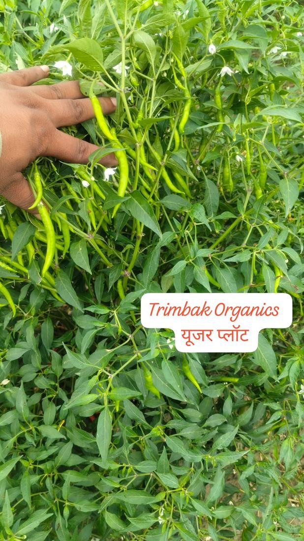स्वस्थ हरी मिर्च की फसल