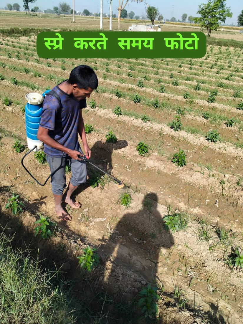 किसान द्वारा स्प्रे का प्रयोग